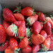 迪庆州1棵多少价格草莓苗育苗