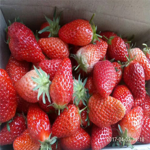 眉山市质量好草莓苗价格行情