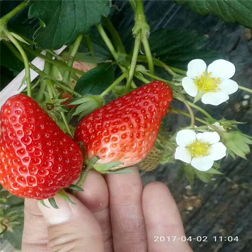 营口市免费提供技术白雪草莓苗
