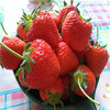 達州市搶購草莓苗價格行情