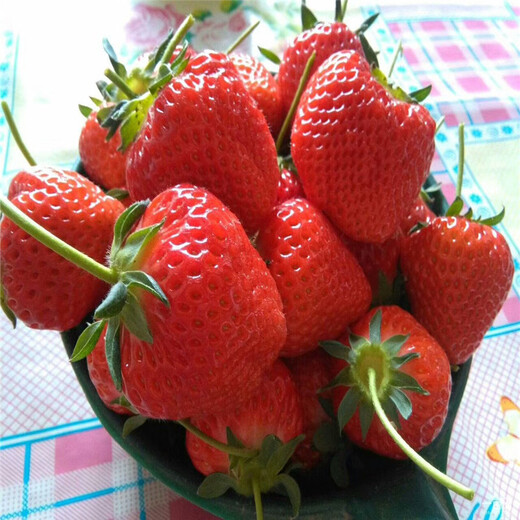 葫芦岛市超厂家草莓苗