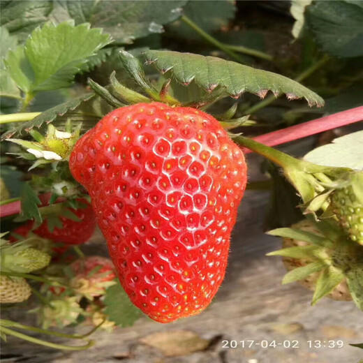 咸宁市规格艳丽草莓苗