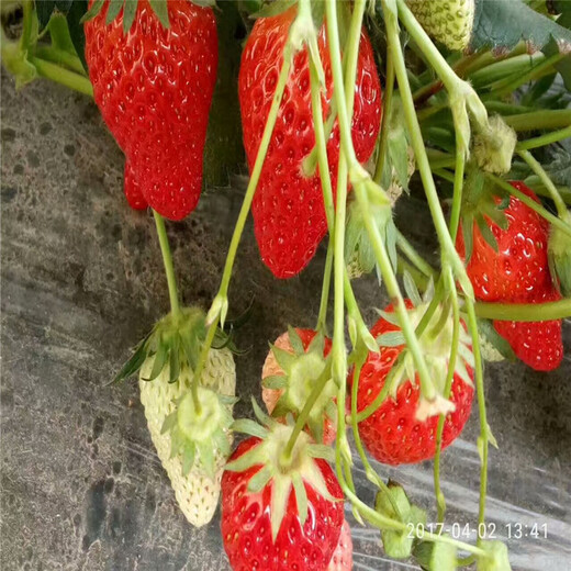漯河市100棵起售红颜草莓苗价格