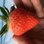 大兴安岭地区高产成活率高怎么种草莓苗图片1