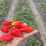 大兴安岭地区高产成活率高怎么种草莓苗图片2
