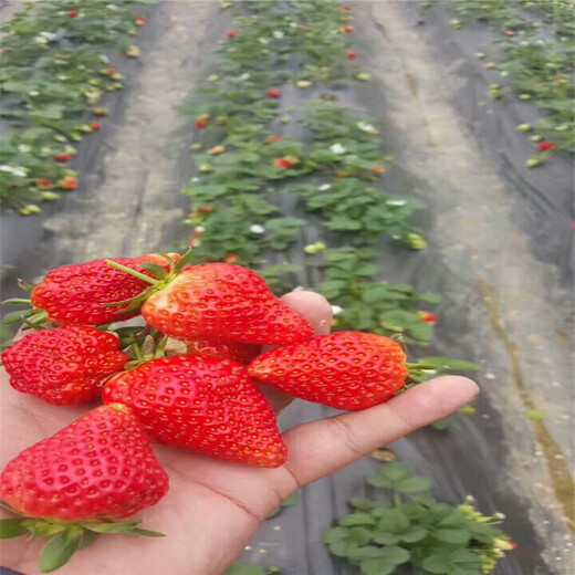 锦州市质量好九香草莓苗