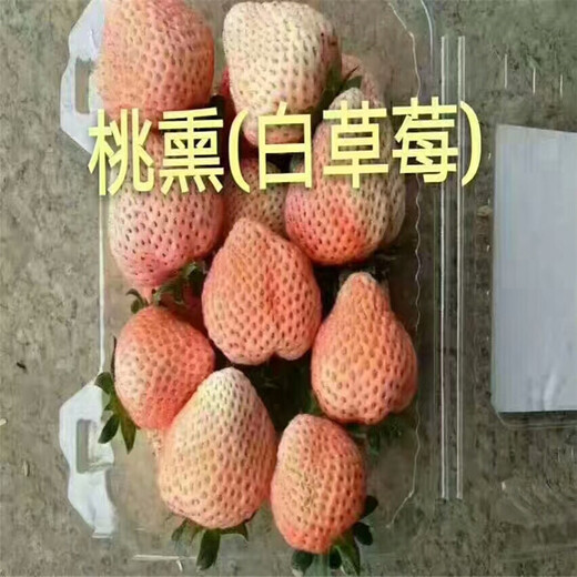 菏泽市1棵多少价格多少钱一株草莓苗