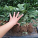 保定市种植方法山东泰安草莓苗