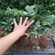 枳殼苗免費提供技術溫州市圖片