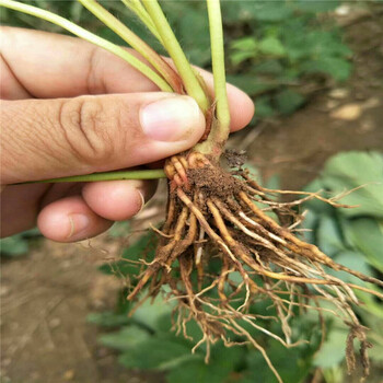 衡水市100棵起售怎么种草莓苗