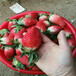 文山州欢迎前来咨询出售草莓苗