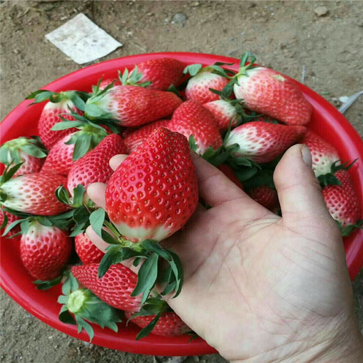 黄南州超厂家草莓苗种植