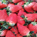 太原市成活率高草莓苗