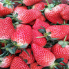 中衛市1棵多少價格草莓苗一代