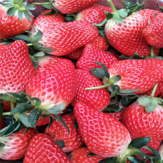 山南地区100棵起售新品草莓苗
