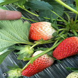 阿里地区超厂家草莓苗哪家好图片2