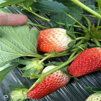 林芝地区规格草莓苗价格