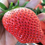 阿里地区超厂家草莓苗哪家好图片3