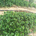 铜川市种植示范基地丰香草莓苗