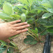 百色市種植示范基地山東草莓苗
