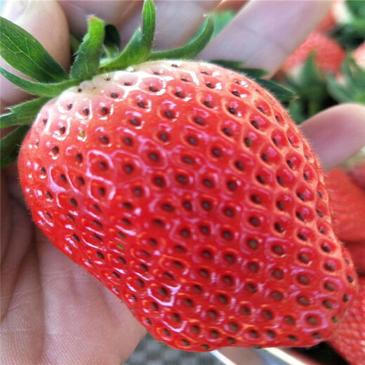 鄂尔多斯市品种草莓苗