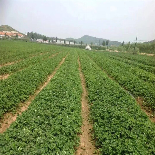 盘锦市几年结果草莓苗繁殖