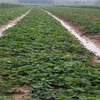 晉中市批發基地草莓苗價格