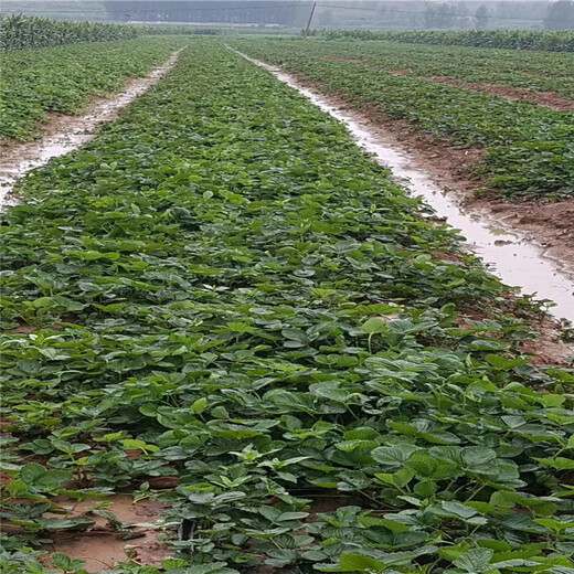 黄南州质量好山东泰安草莓苗
