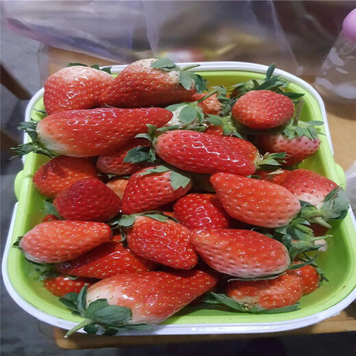 白山市一亩地需要草莓苗基地