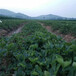 秦皇岛市一棵多少钱在哪买草莓苗