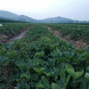 呼和浩特市高產成活率高白草莓苗哪里有賣