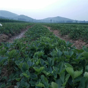桂林市价格优惠保湿邮寄草莓苗怎么栽