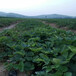 海南省成活率高白雪公主草莓苗
