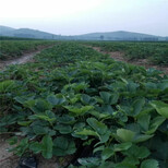 桂林市价格优惠保湿邮寄草莓苗怎么栽图片1