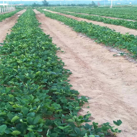 遂宁市100棵起售草莓苗结果
