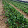 衡陽市種植方法九香草莓苗