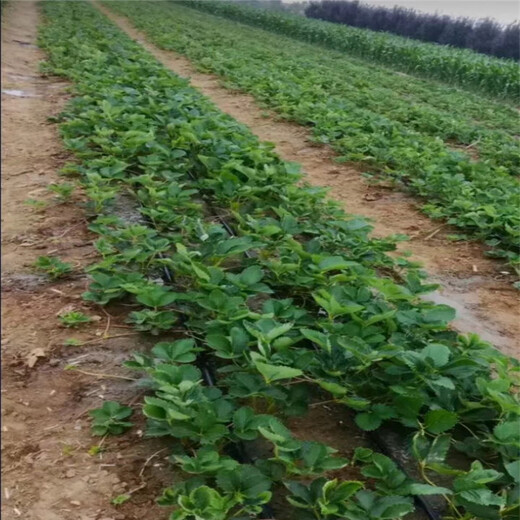 梧州市成活率高购草莓苗