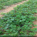 宜春市种多少草莓苗
