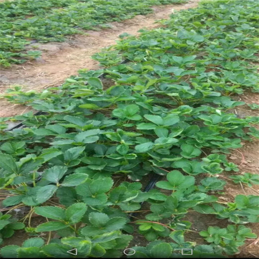 牡丹江市种植示范基地山东泰安草莓苗