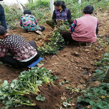 鞍山市价格透明草莓苗多少钱一