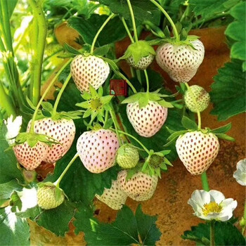 湖州市免费提供技术草莓苗施肥