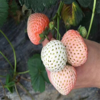 白银市抢购四季草莓苗
