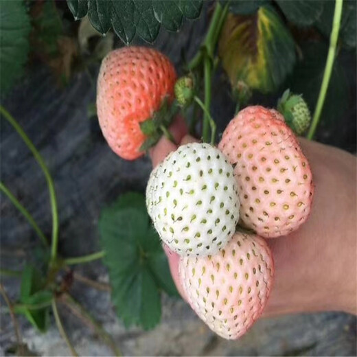 松原市品种假一赔十草莓苗的图片