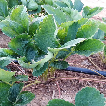 黄石市几年结果草莓苗的品种