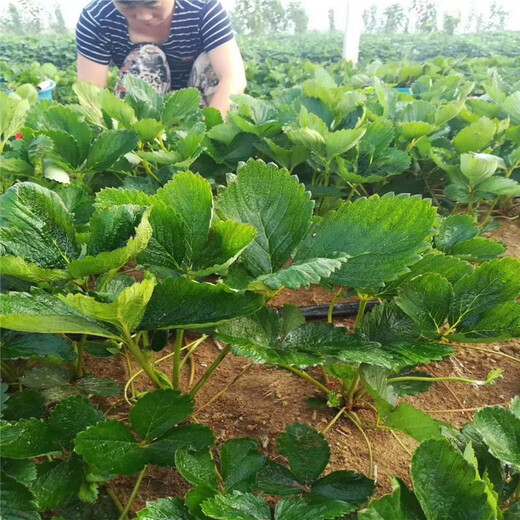 滁州市抢购草莓苗结果