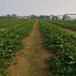 重庆欢迎前来咨询草莓苗的价格