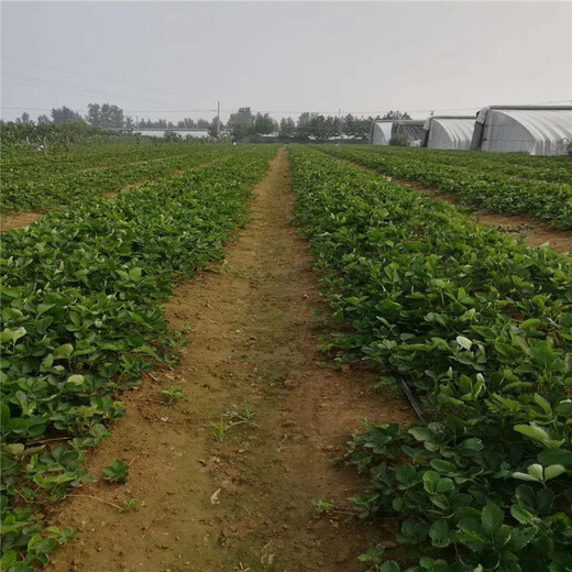 广安市育苗注意事项草莓苗品种