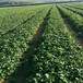 柳州市抢购多少钱一株草莓苗