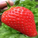 乌海市批发基地白草莓苗