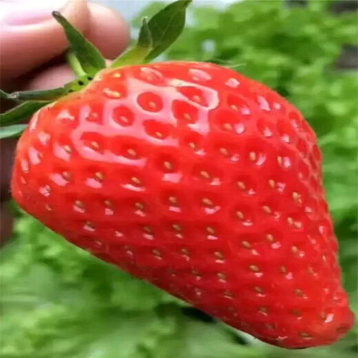 泸州市育苗注意事项草莓苗供应